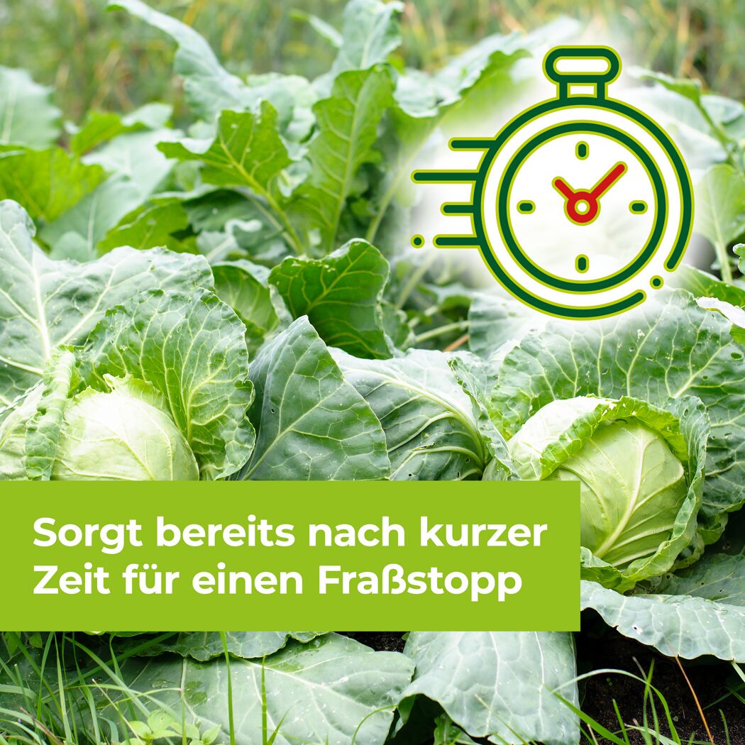 Kohlköpfe im Beet, Stoppuhr