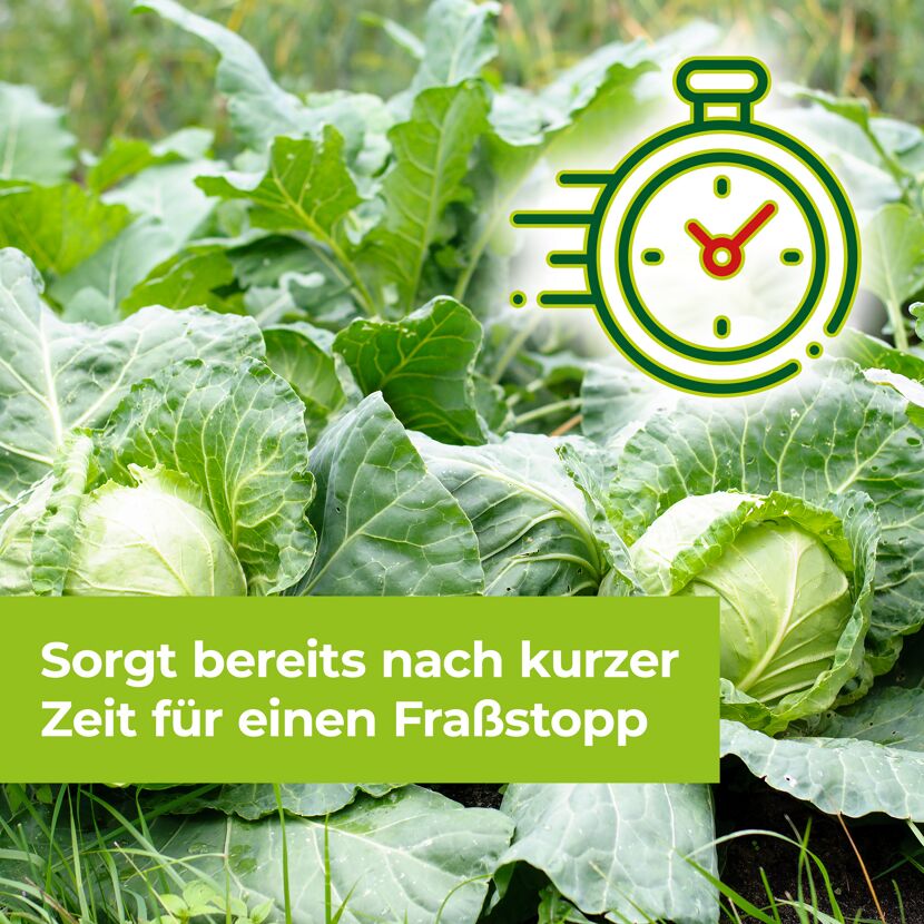 Kohlköpfe im Beet, Stoppuhr
