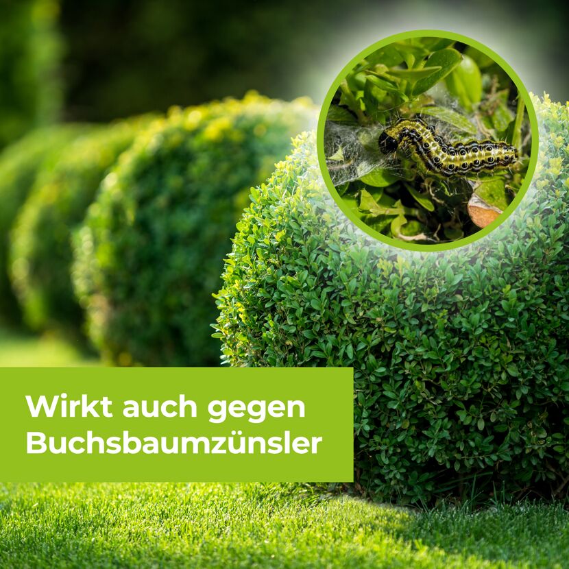 Buchsbaumzünsler auf Buchsbaum