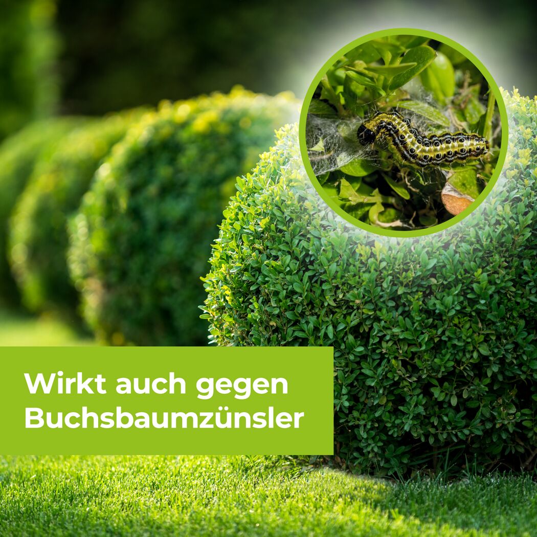 Buchsbaumzünsler auf Buchsbaum