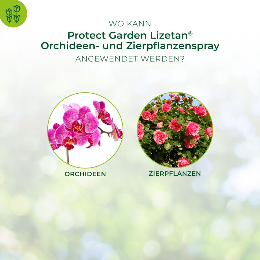 Anwendung von Zierpflanzenspray auf Orchideen und Rosen