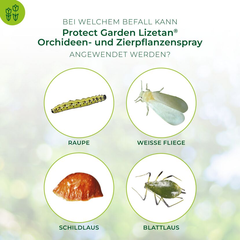 Protect Garden Lizetan: Anwendung bei Raupen, weißer Fliege, Schildläusen und Blattläusen