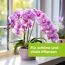 Lila Orchidee im Topf auf Fensterbank