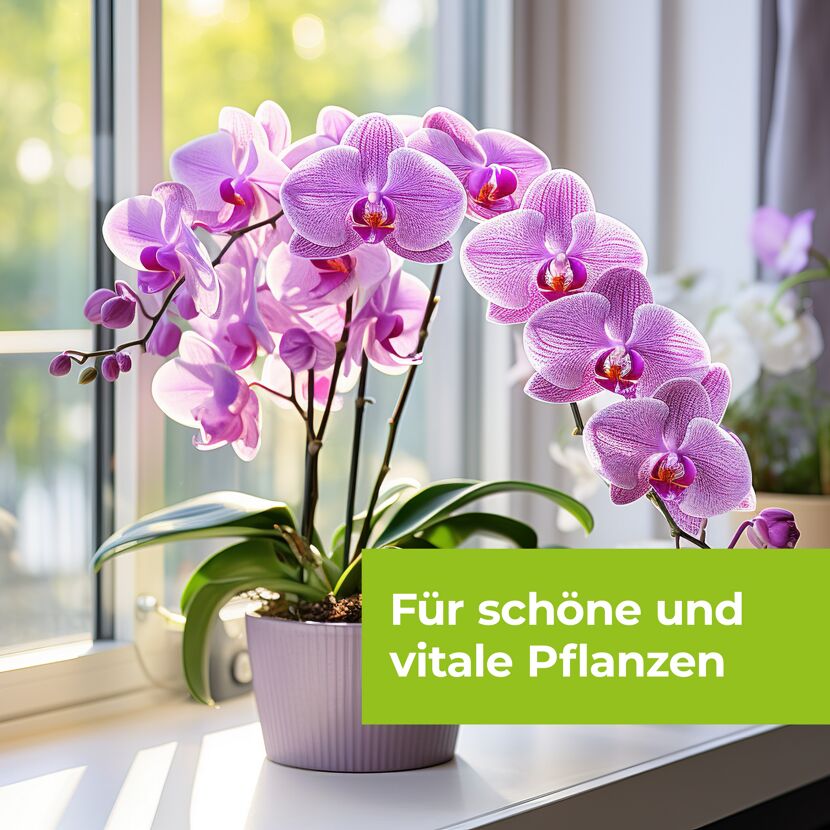 Lila Orchidee im Topf auf Fensterbank