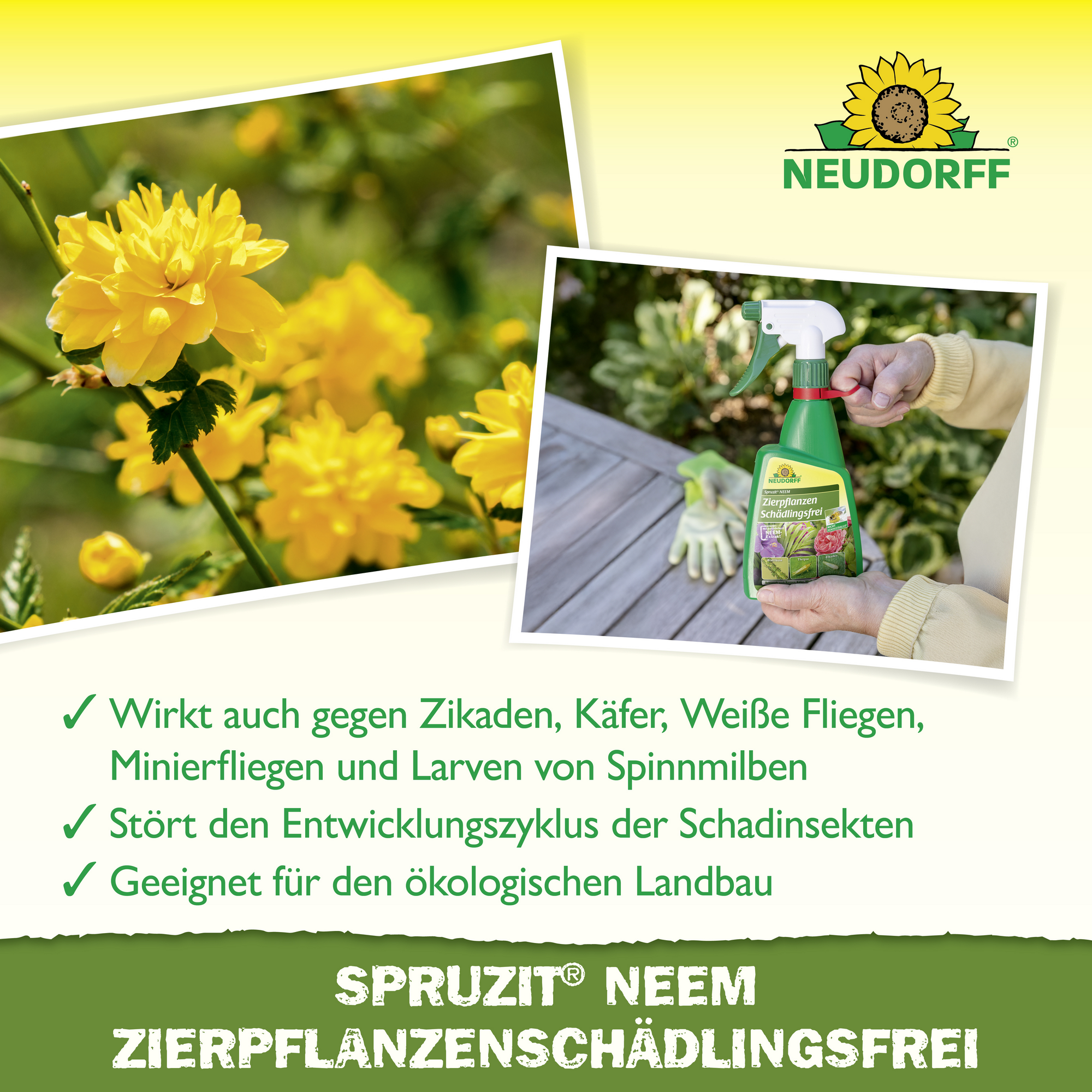 Insektizid 'Spruzit' Zierpflanzen-Schädlingsfrei 450 ml