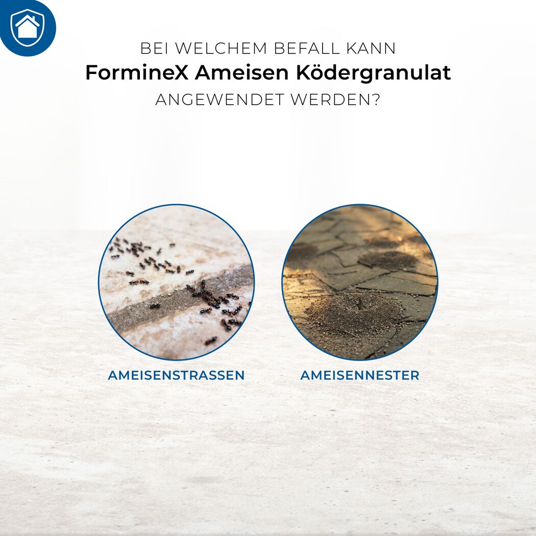 Ameisenstraßen und Ameisennester