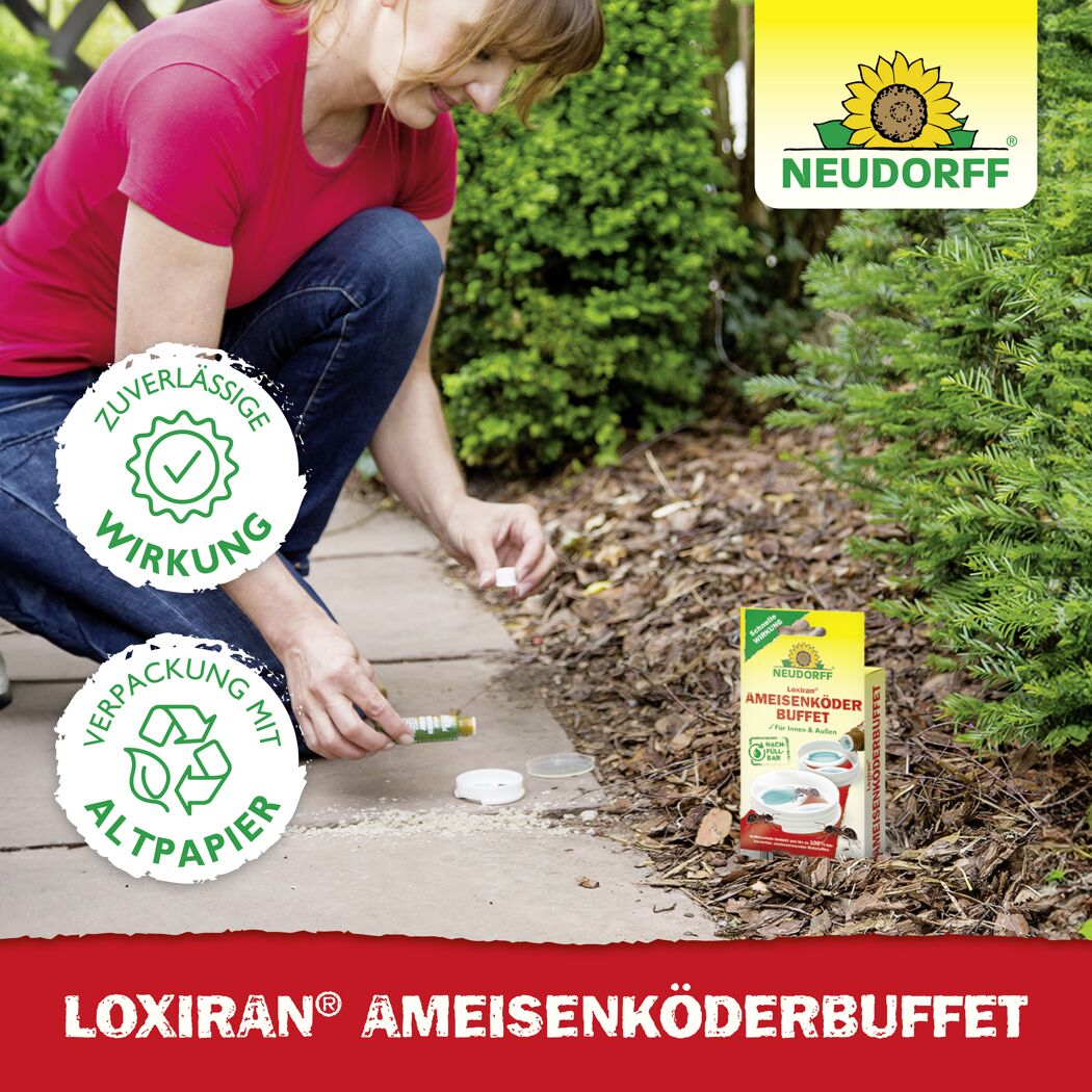 Loxiran Ameisenköderbuffet 2 Stück