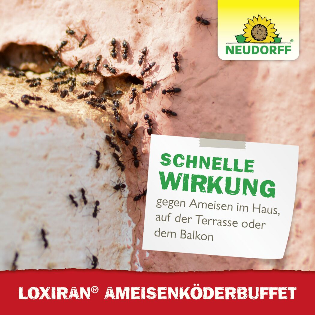 Loxiran Ameisenköderbuffet 2 Stück