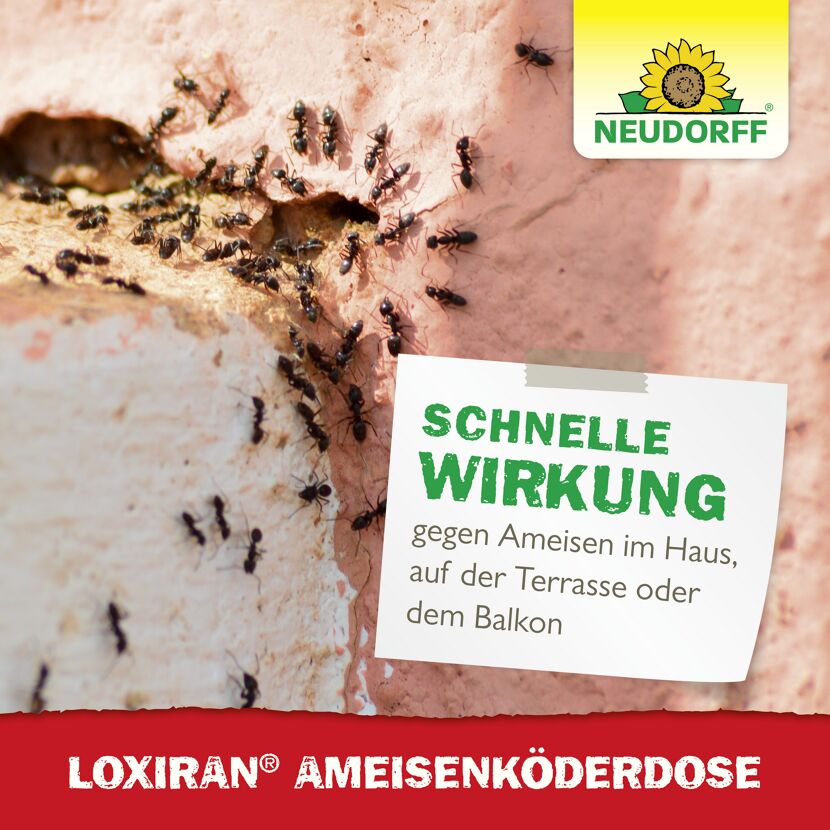 Loxiran Ameisenköderdose 2 Stück