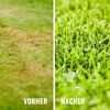 Vergilbter Rasen und grüner Rasen