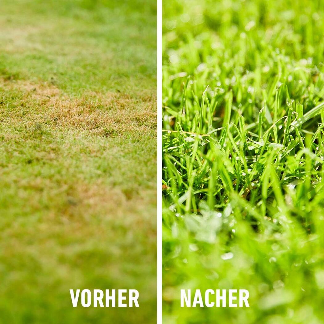 Vergilbter Rasen und grüner Rasen