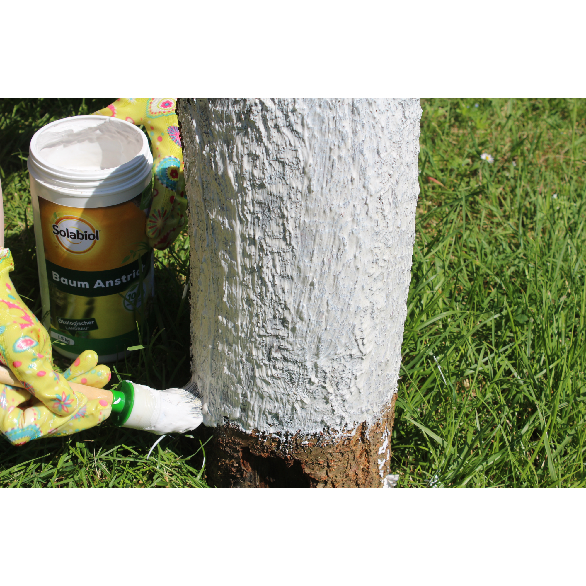 Baum Anstrich weiß 1,5 kg