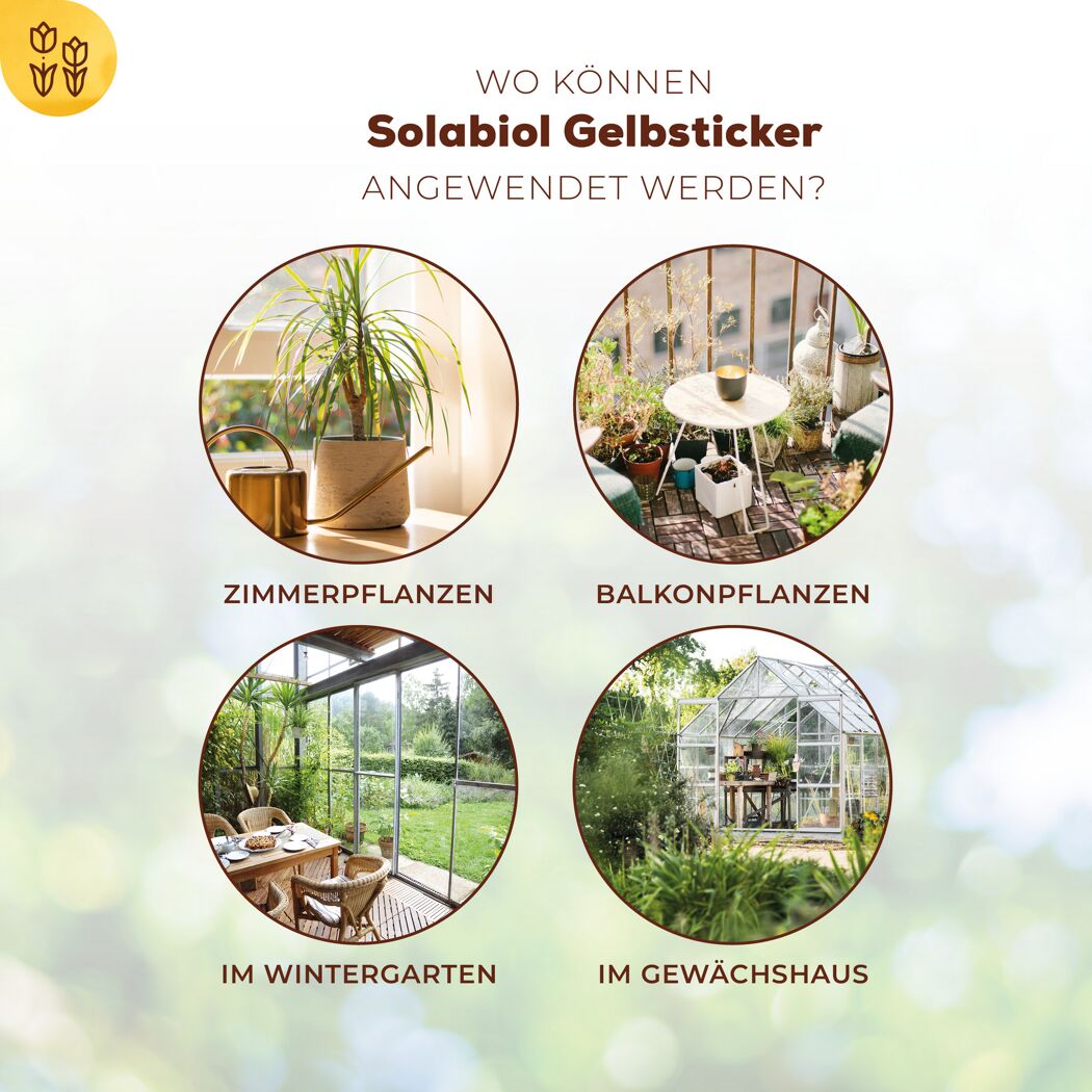 Einsatzbereiche Solbiol Gelbsticker: Zimmerpflanzen, Balkonpflanzen, Wintergarten, Gewächshaus