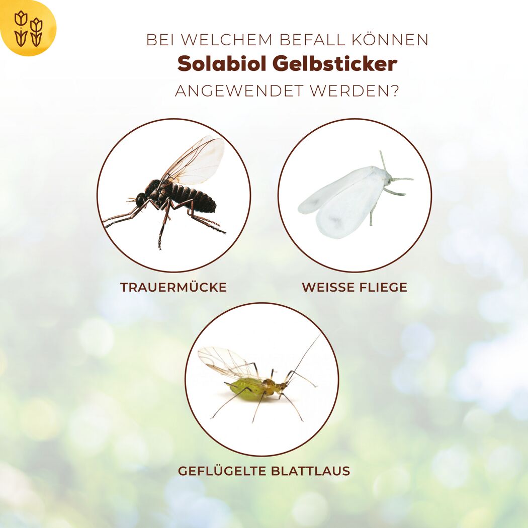 Drei Insekten: Trauermücke, Weiße Fliege, Geflügelte Blattlaus