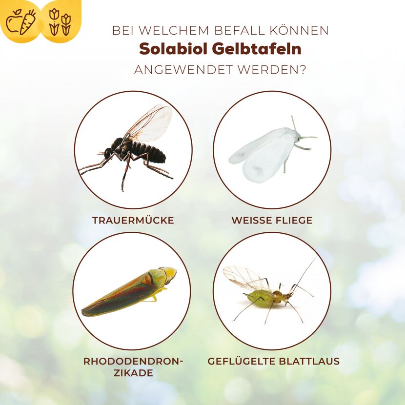 Vier Insekten: Trauermücke, Weiße Fliege, Rhododendronzikade, Geflügelte Blattlaus