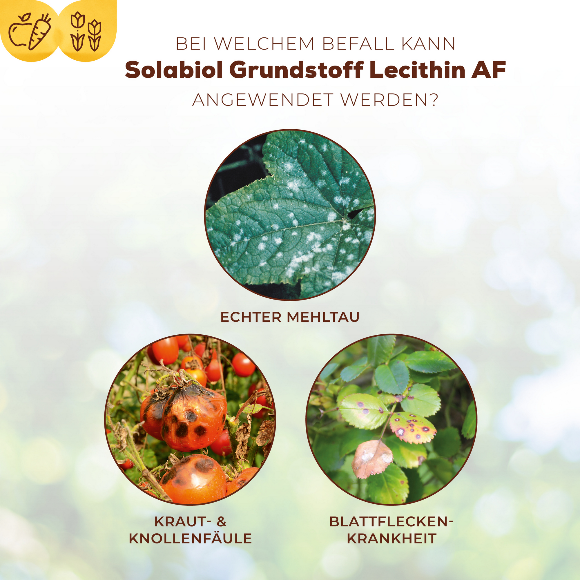 Grundstoff Lecithin Spray 1 l zur Abwehr von Pilzkrankheiten