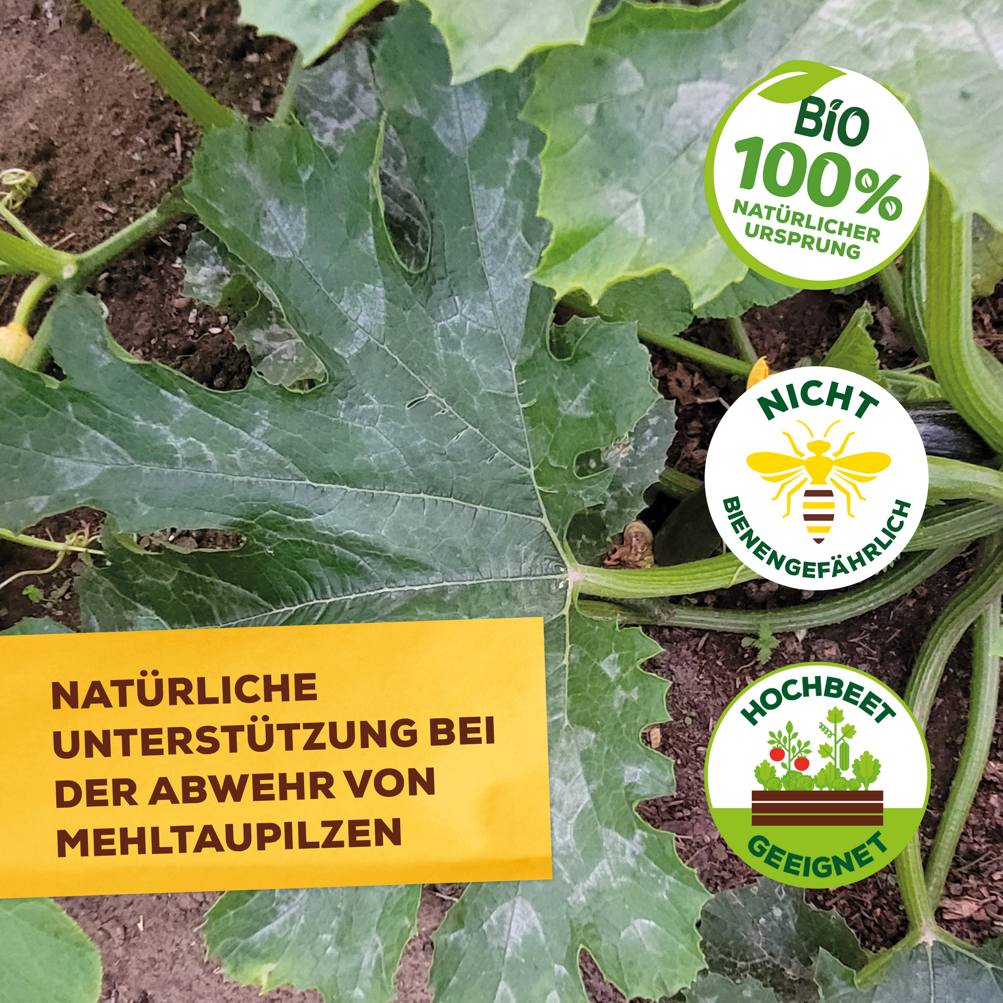 Grundstoff Lecithin Spray 1 l zur Abwehr von Pilzkrankheiten