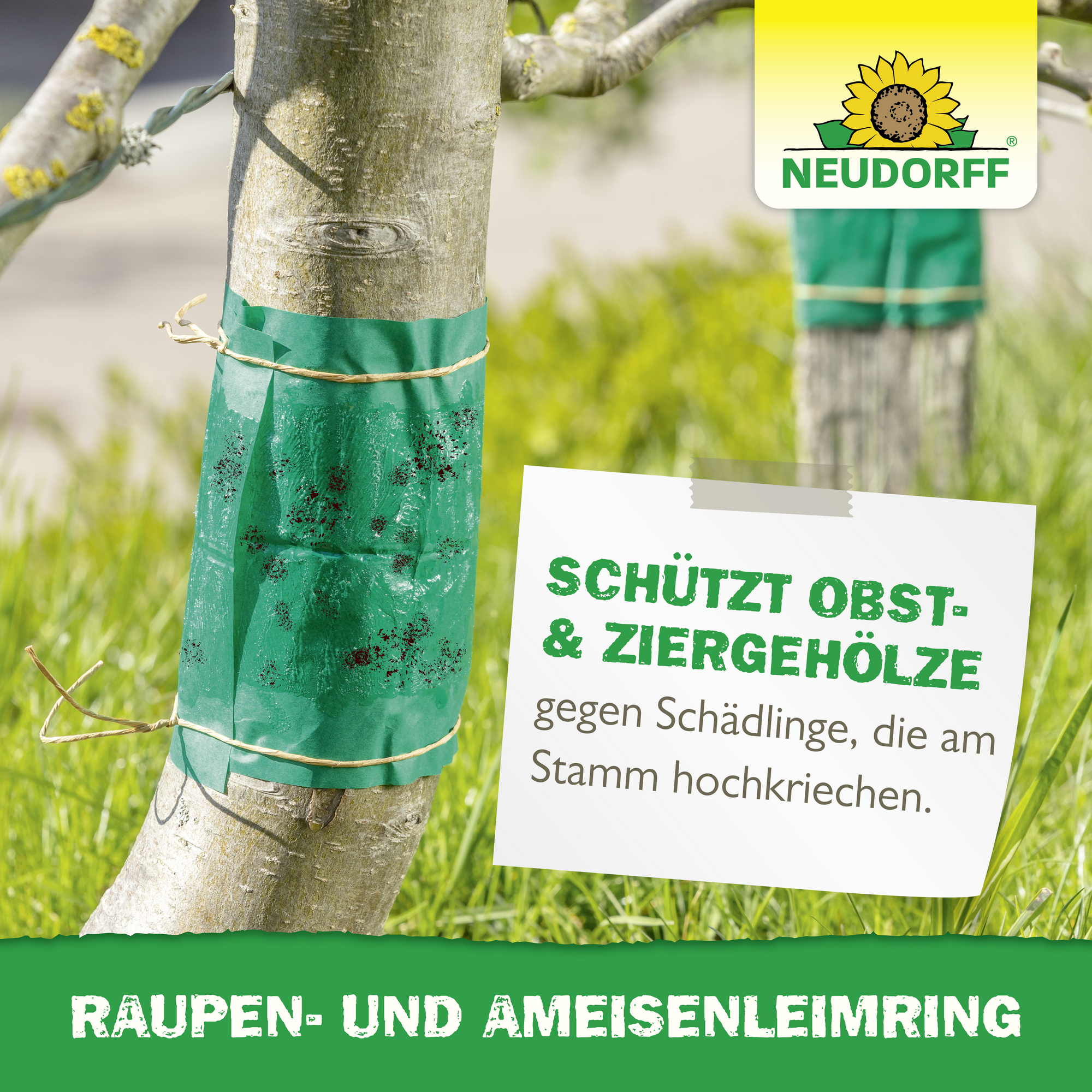 Leimring 5 m gegen Raupen und Ameisen