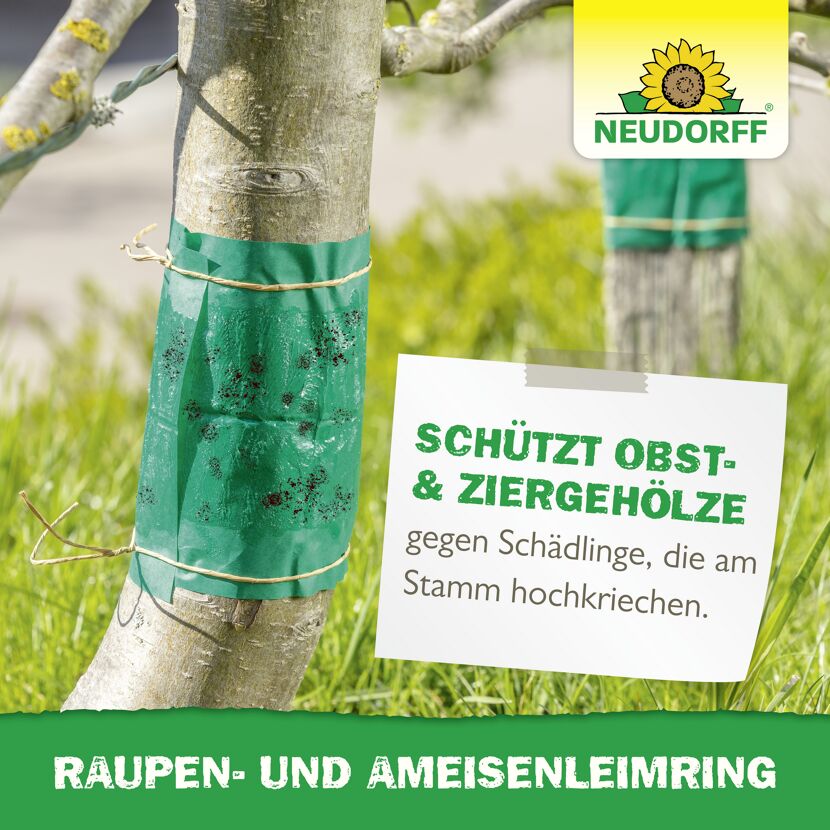 Leimring 5 m gegen Raupen und Ameisen
