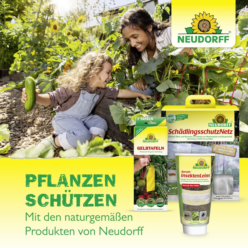 Leimring 5 m gegen Raupen und Ameisen