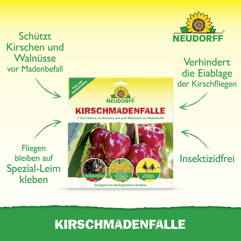 Kirschmaden-Falle 7 Stück