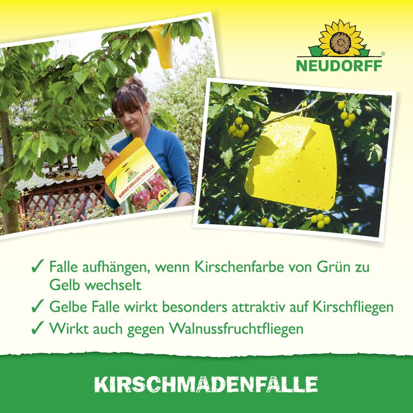Kirschmaden-Falle 7 Stück