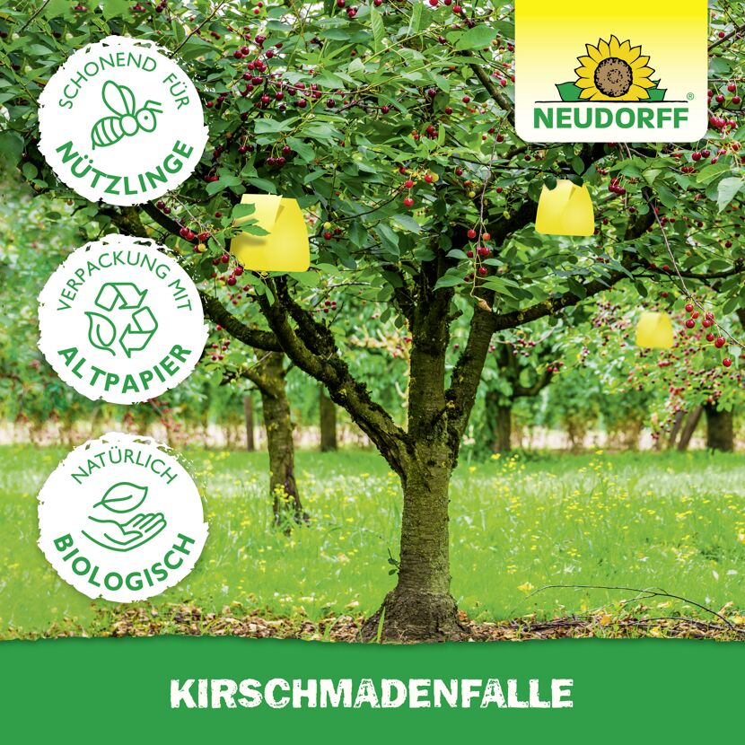 Kirschmaden-Falle 7 Stück