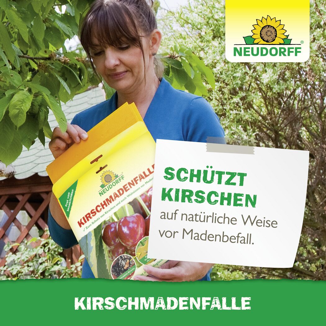 Kirschmaden-Falle 7 Stück