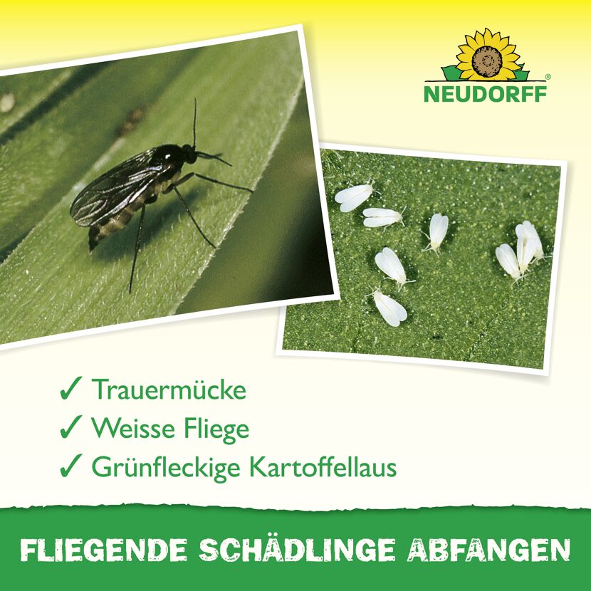 Gelb-Sticker Klebefalle 10 Stück