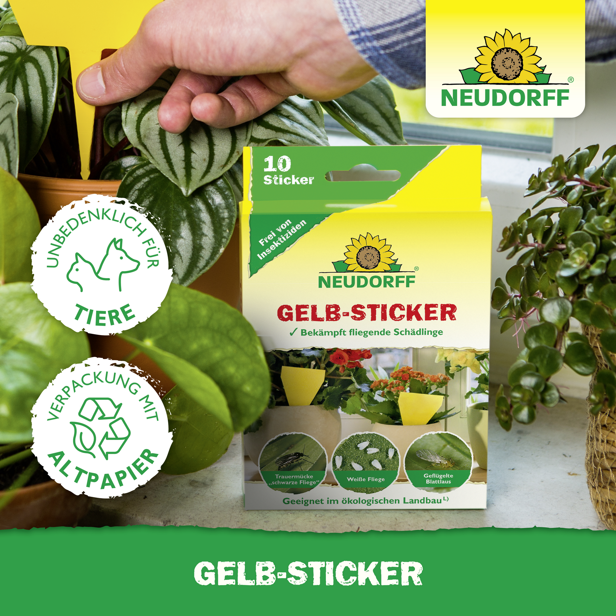 Gelb-Sticker Klebefalle 10 Stück