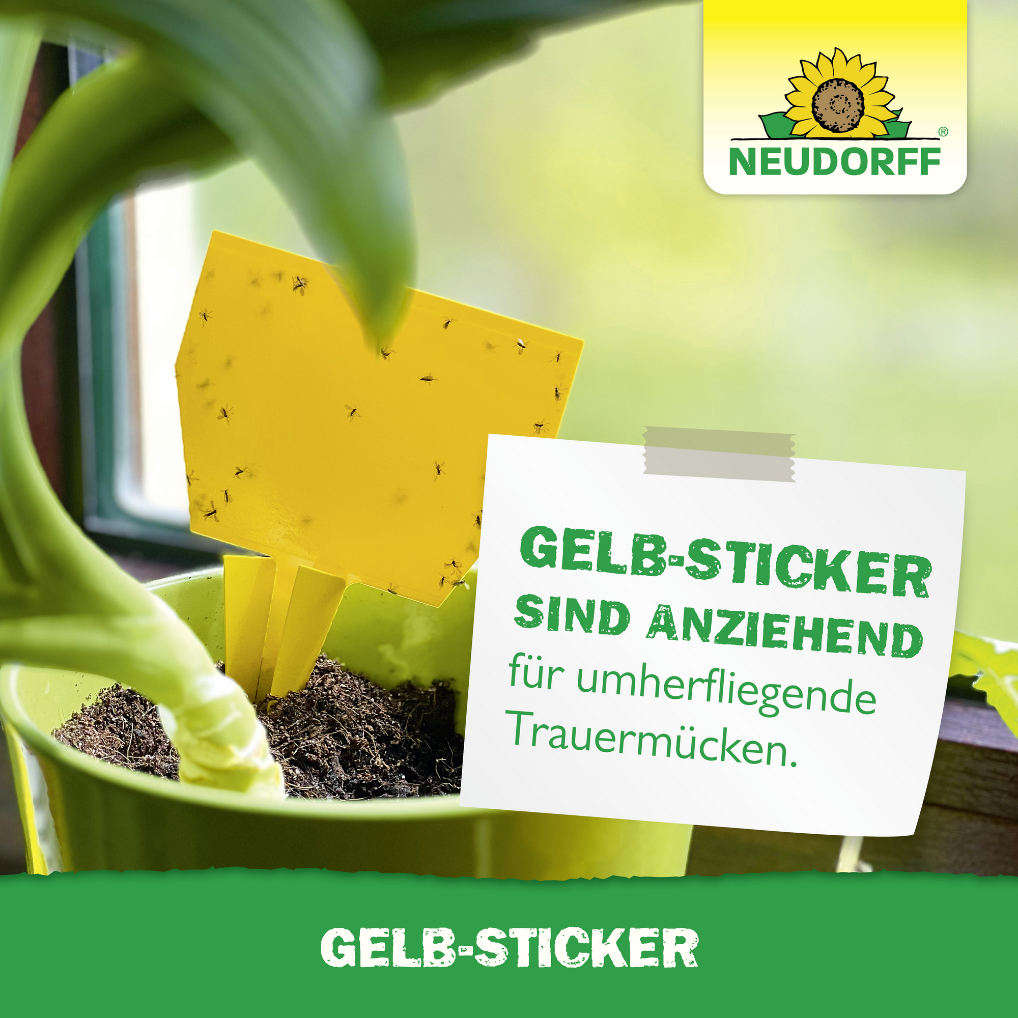 Gelb-Sticker Klebefalle 10 Stück