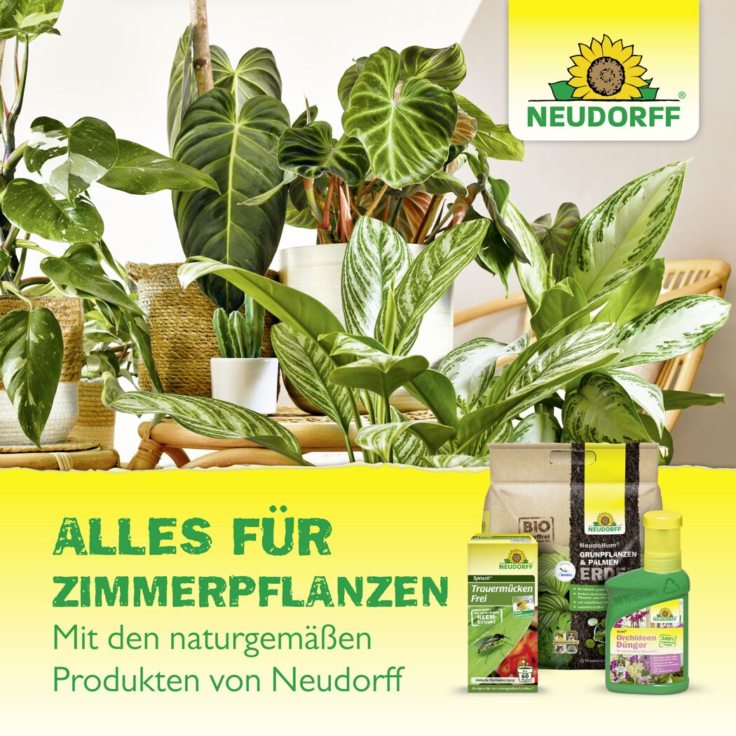 Gelb-Sticker Klebefalle 10 Stück