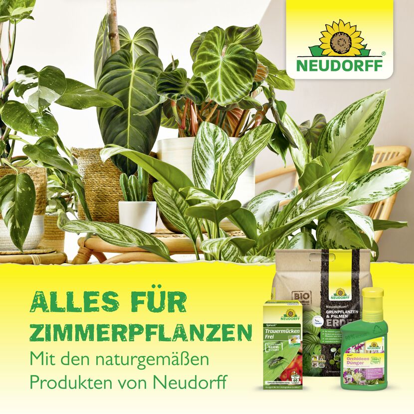 Gelb-Sticker Klebefalle 10 Stück
