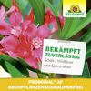 Grünpflanzen-Schädlingsfrei 'Promanal AF' 250 ml