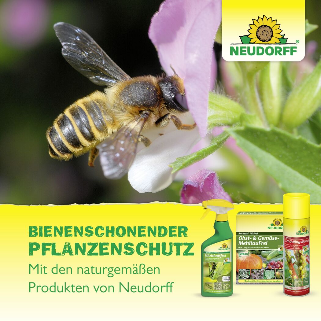Grünpflanzen-Schädlingsfrei 'Promanal AF' 250 ml