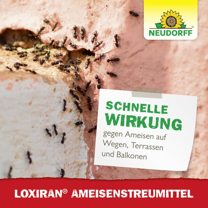Loxiran Ameisenmittel 100 g
