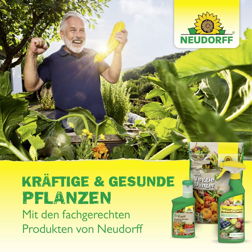 Wurzelaktivator 'Neudofix' 40 g