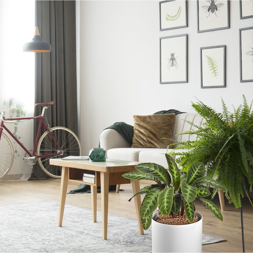 Wohnzimmer mit Tongranulat als Pflanzenerde