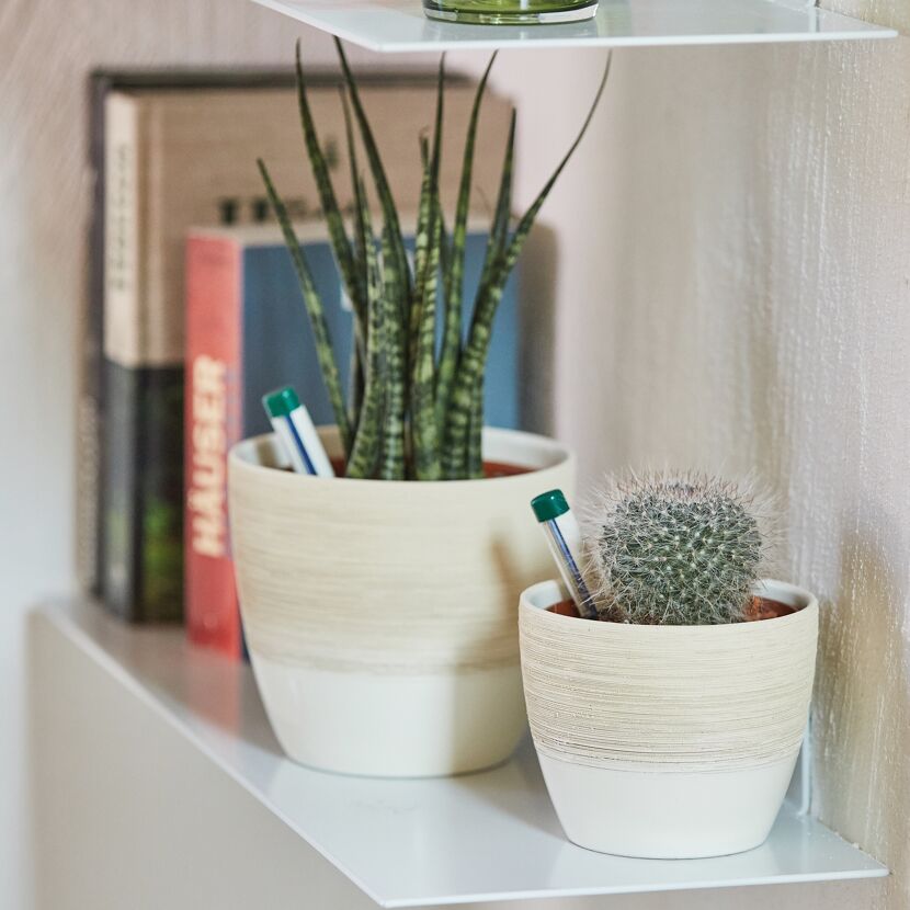 Zwei Sukkulenten in beige-weißen Töpfen