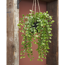 Verkleinertes Bild von Kunstpflanze Ficus hängend 81 cm