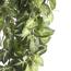 Verkleinertes Bild von Kunstpflanze Fittonia, hängend 80 cm