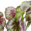 Verkleinertes Bild von Kunstblume Begonie rot/grau im Topf 13,5 x 40 x 38 cm