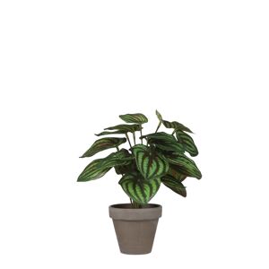 Kunstpflanze Peperomia grün/grau im Topf 9 x 24 x 23 cm