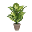 Verkleinertes Bild von Kunstpflanze Dieffenbachia grün/grau im Topf 11,5 x 40 x 30 cm