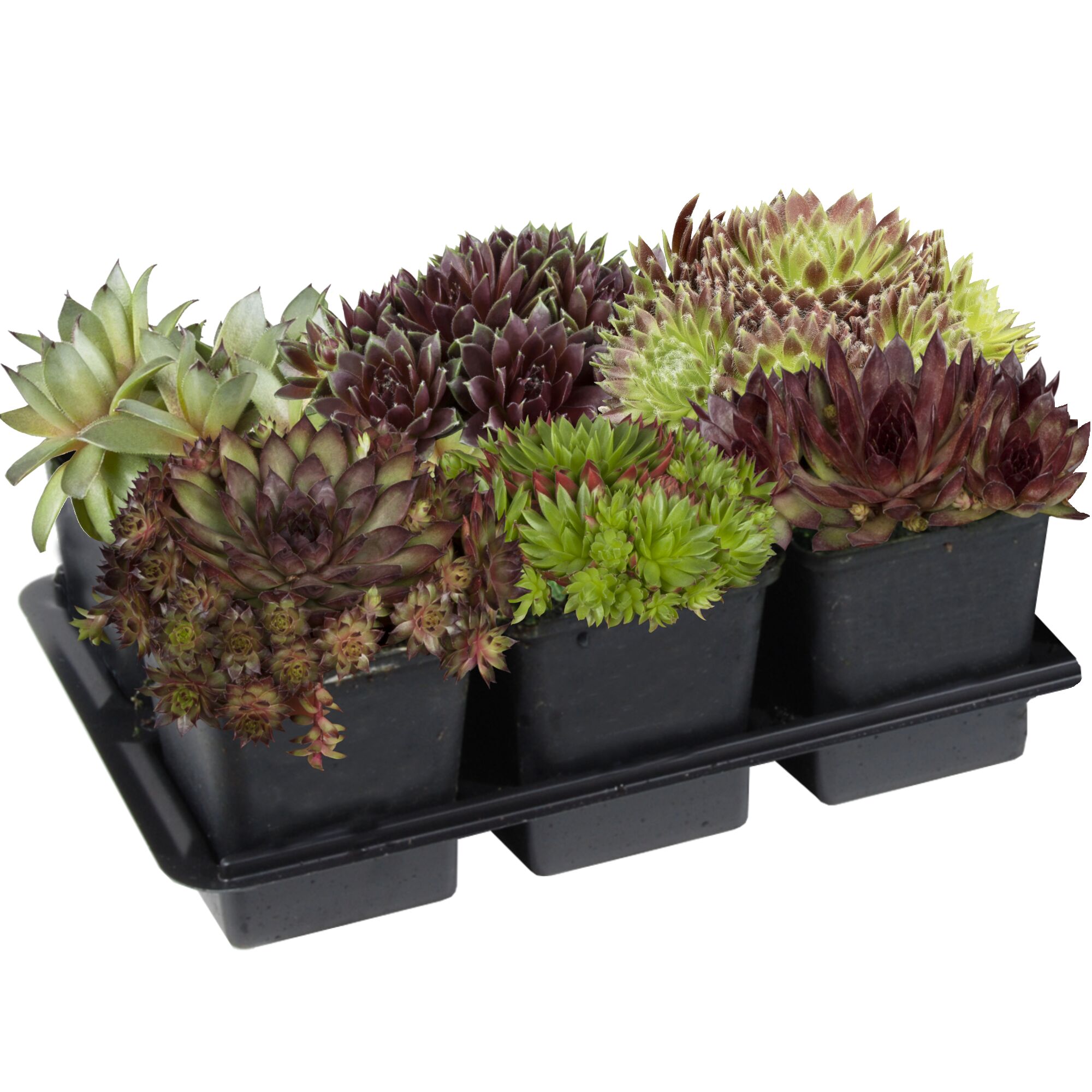 Sechs verschiedene Hauswurz-Pflanzen in Töpfen