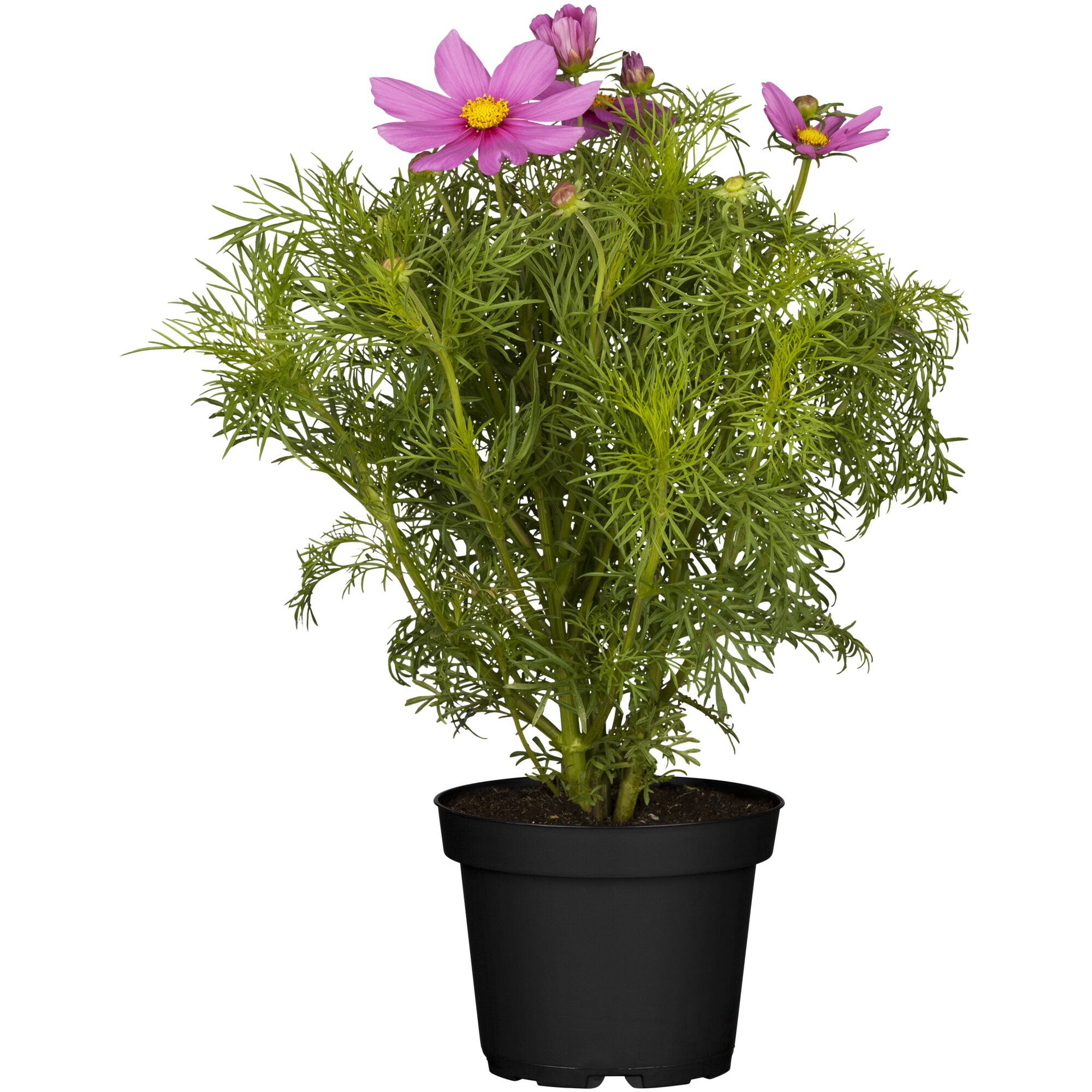 Lila Kosmeenpflanze im schwarzen Topf