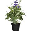 Staude verschiedene Sorten 17 cm Topf