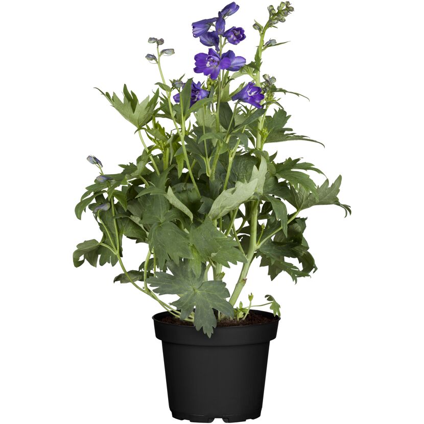 Staude verschiedene Sorten 17 cm Topf
