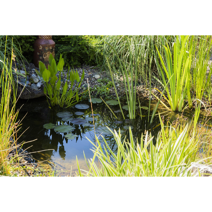 Kleiner Teich mit Seerosen und Schilf