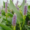 Lila Blüten der Sumpfpflanze Pickerel